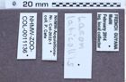 Etiketten zu Lacon laticollis (NHMW-ZOO-COL-0011136)